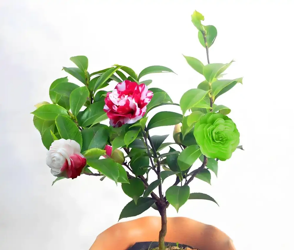 茶花怎麼養才長得好?要想茶花長得好,以下六點要做好!