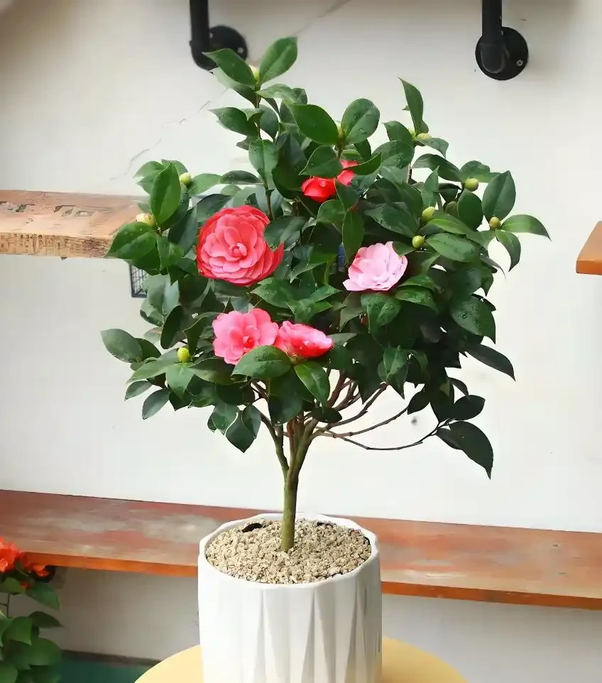 茶花怎麼養才長得好?要想茶花長得好,以下六點要做好!