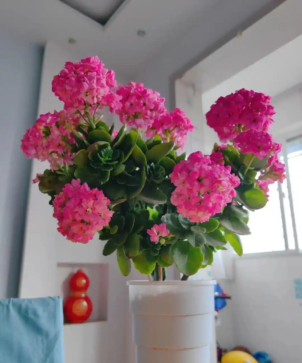 家裡地方再小，「這3種花」也要養一盆，好處多多
