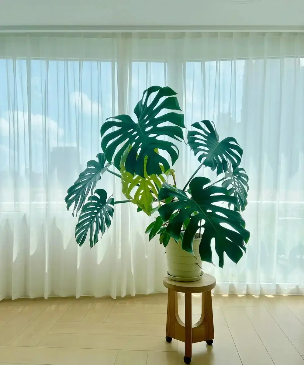 家裡地方再小，「這3種花」也要養一盆，好處多多