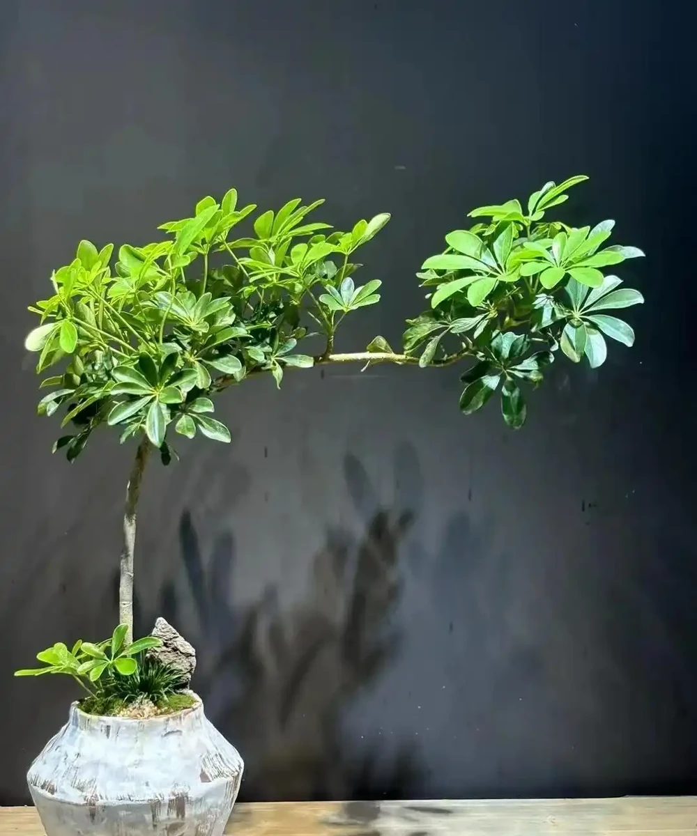 家裡地方再小，「這3種花」也要養一盆，好處多多
