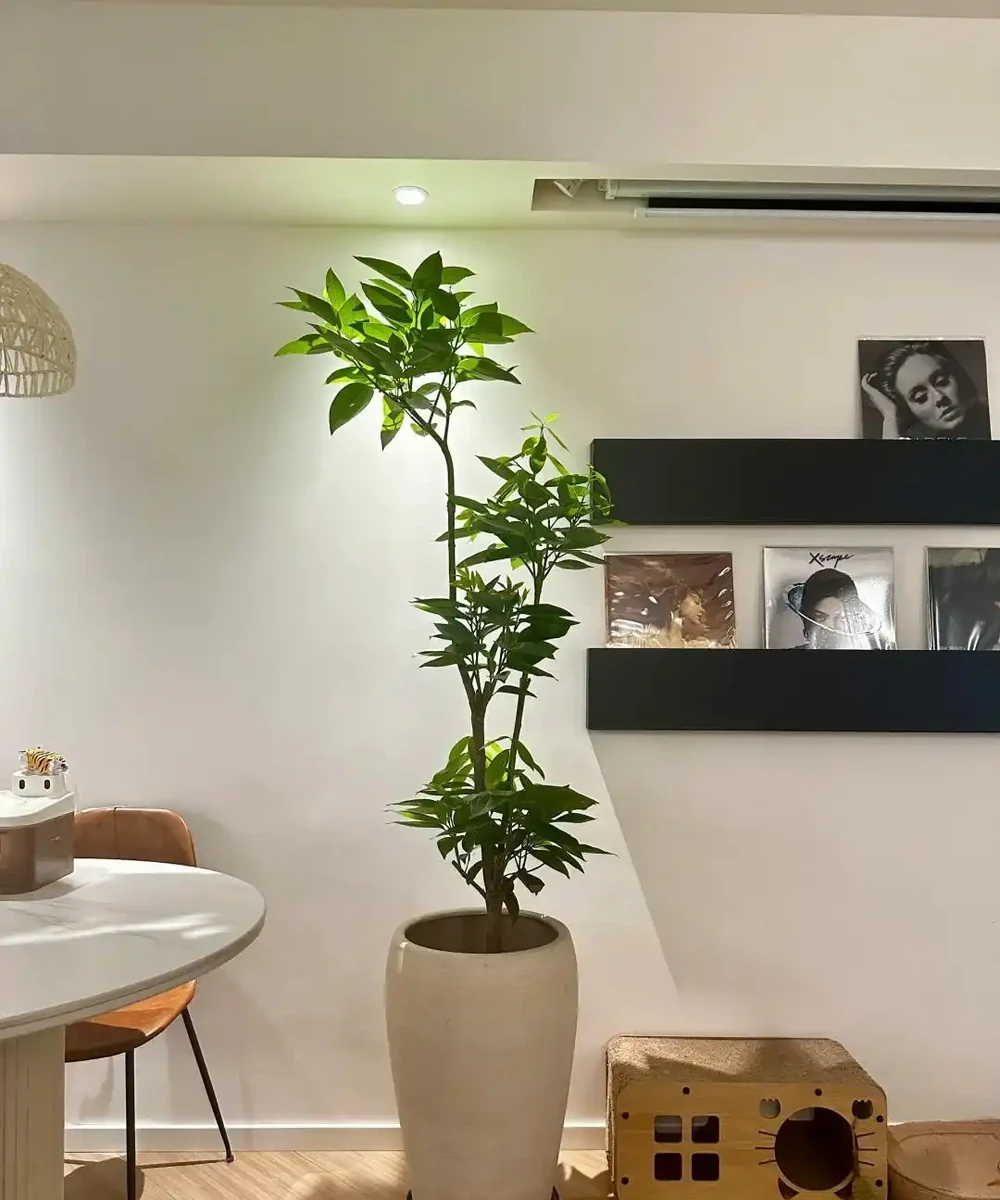 家裡地方再小，「這3種花」也要養一盆，好處多多