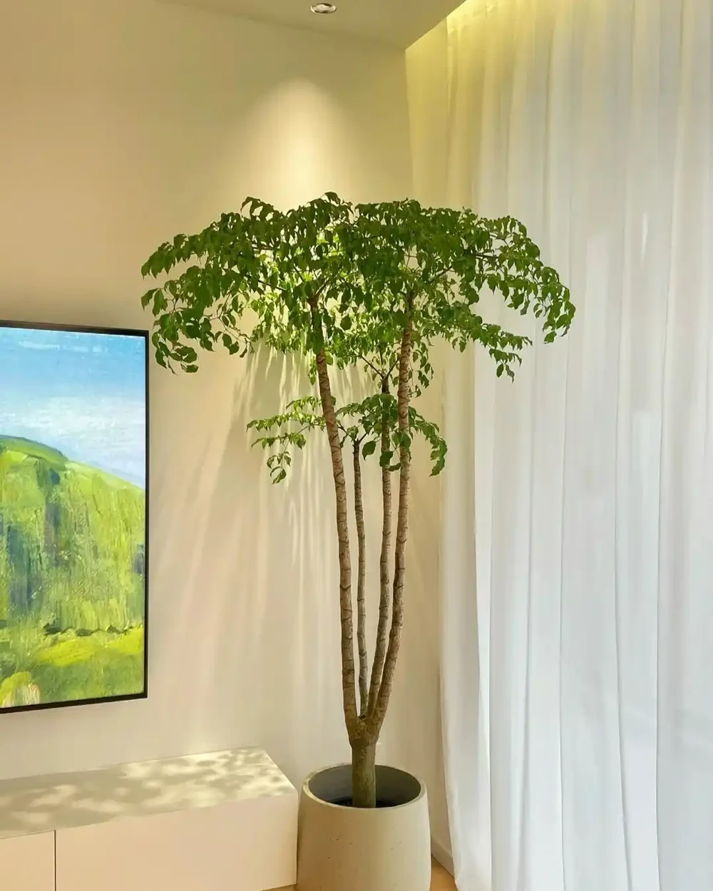 家裡地方再小，「這3種花」也要養一盆，好處多多
