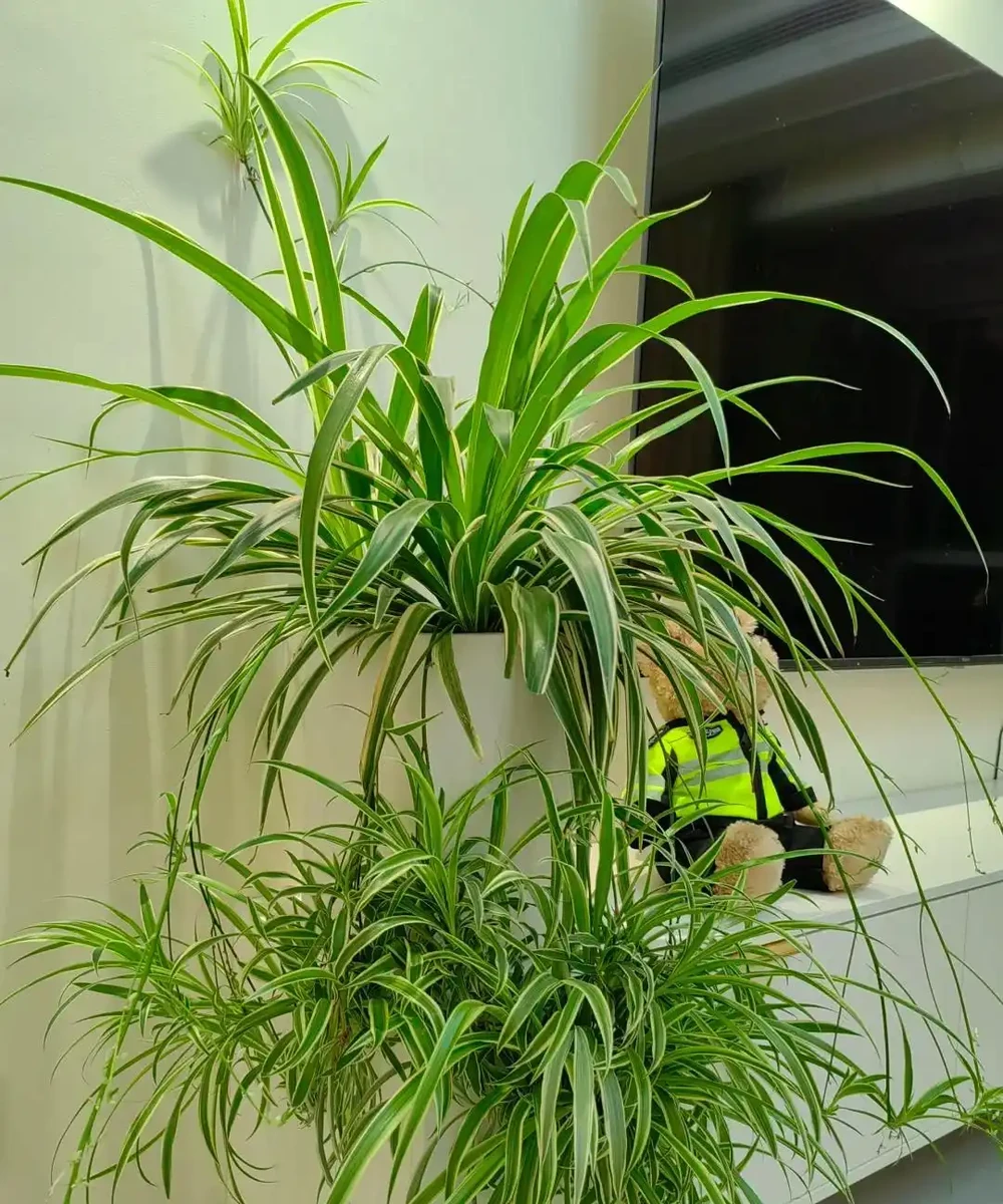 家裡地方再小，「這3種花」也要養一盆，好處多多