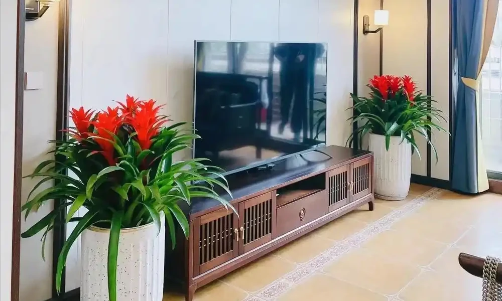 家裡地方再小，「這3種花」也要養一盆，好處多多