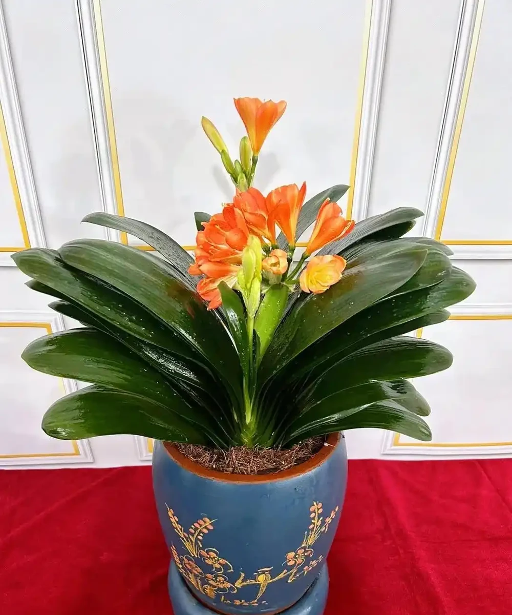 家裡地方再小，「這3種花」也要養一盆，好處多多