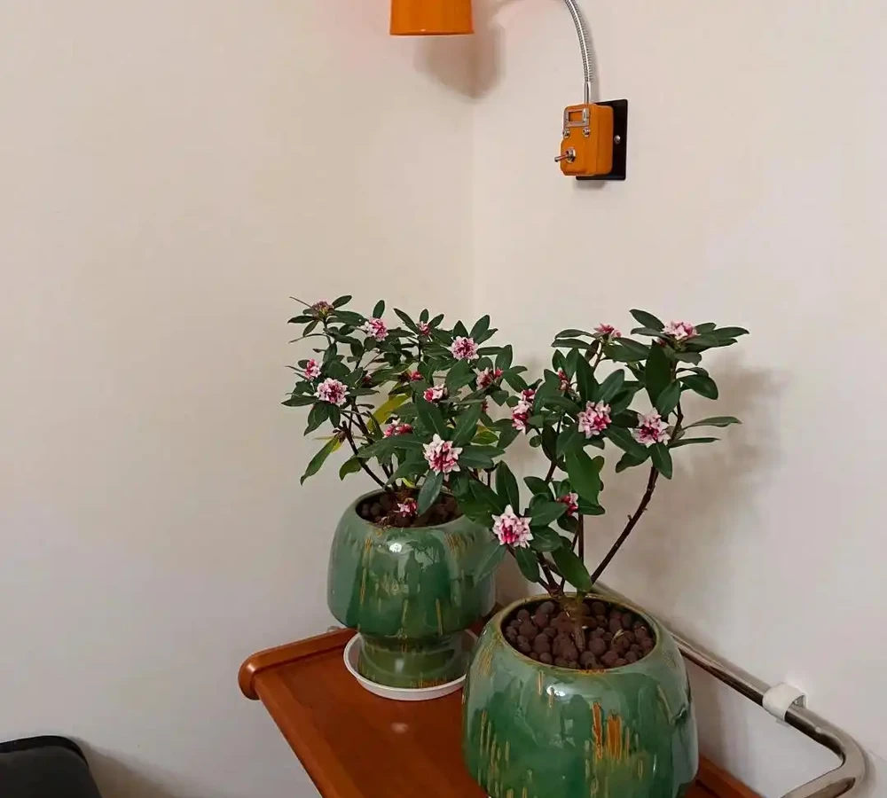家裡地方再小，「這3種花」也要養一盆，好處多多