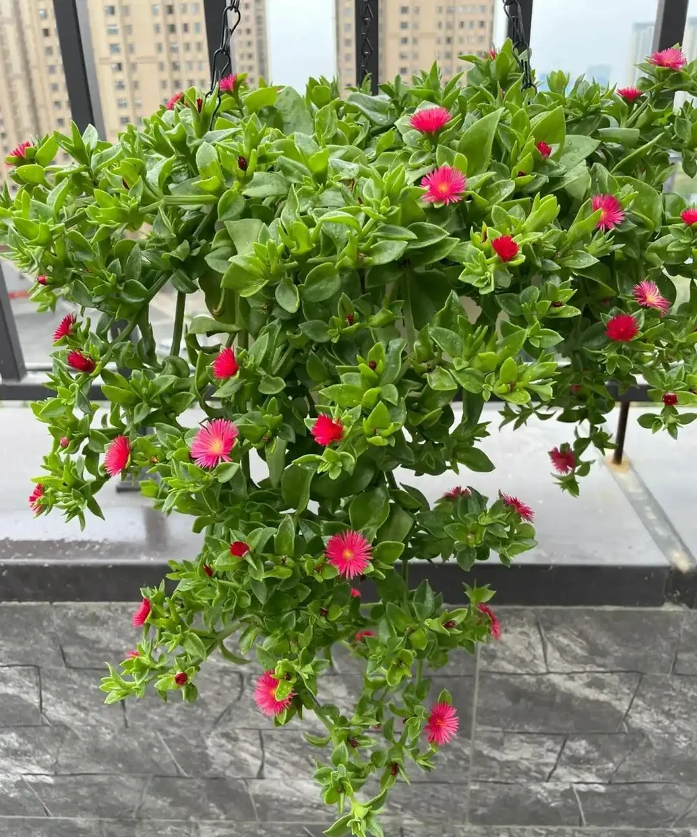 家裡地方再小，「這3種花」也要養一盆，好處多多