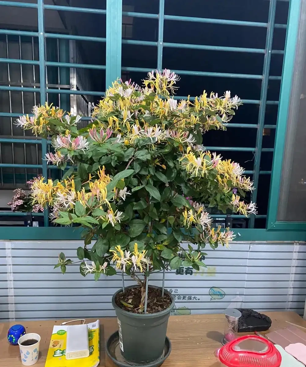 家裡地方再小，「這3種花」也要養一盆，好處多多