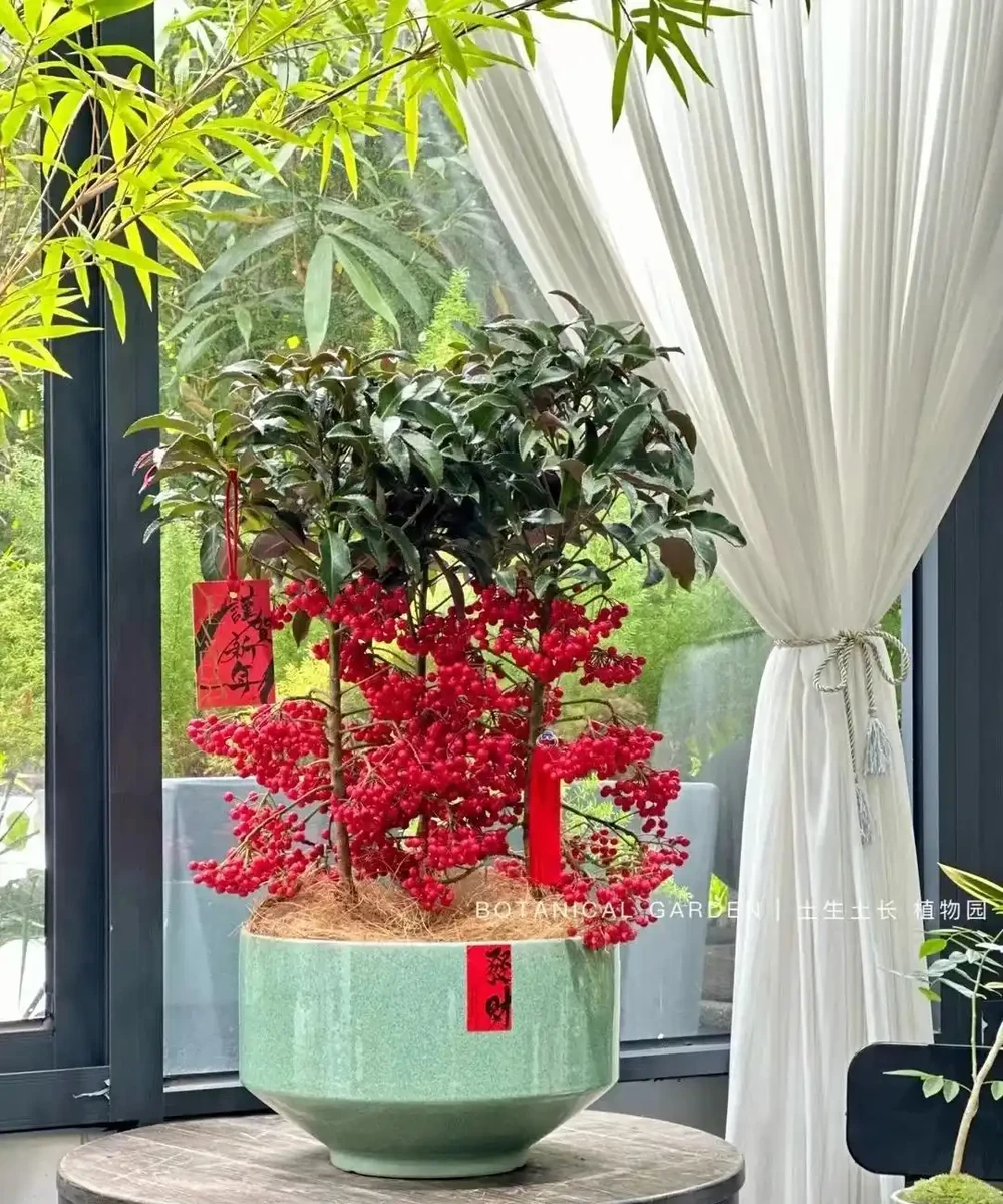 家裡地方再小，「這3種花」也要養一盆，好處多多