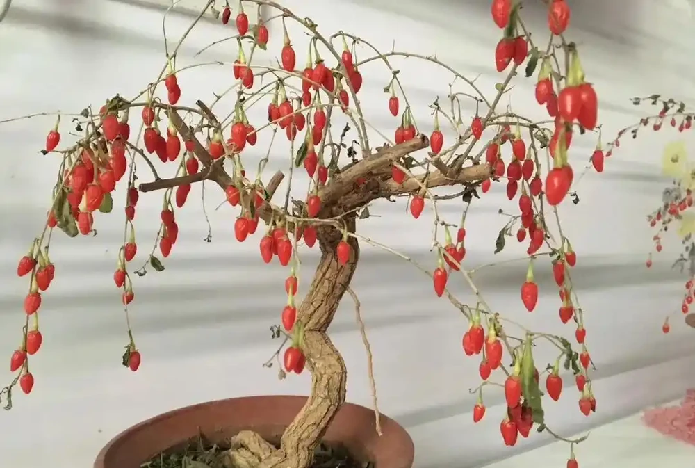 家裡地方再小，「這3種花」也要養一盆，好處多多