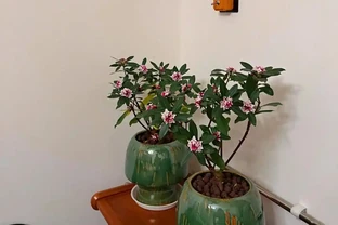 家裡地方再小，「這3種花」也要養一盆，好處多多