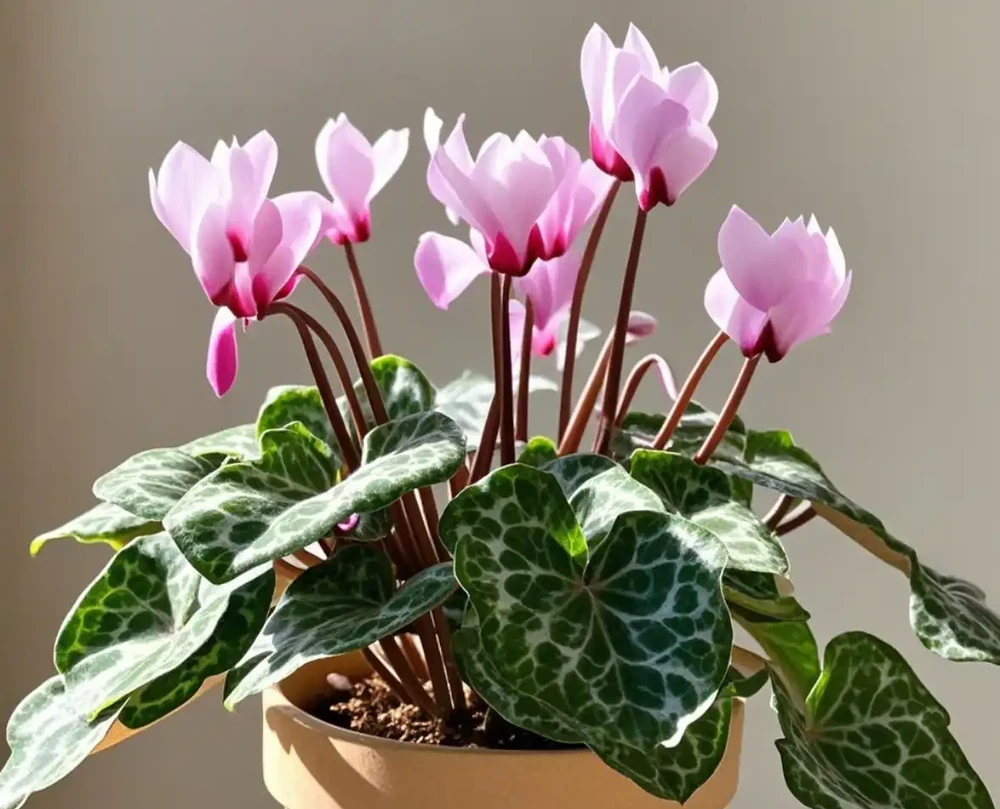 6種花室內要養，家裡至少養一盆，個個都是「甲醛剋星」