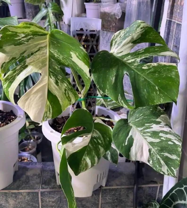 龜背芋怎麼養?龜背芋的養護方法,學會這8點,葉片油亮有光澤