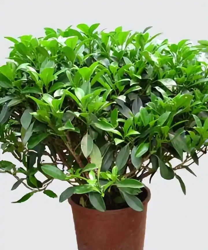 適合辦公室養的花和植物