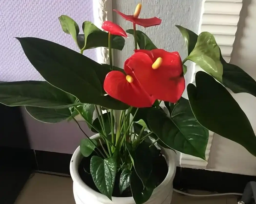 適合辦公室養的花和植物