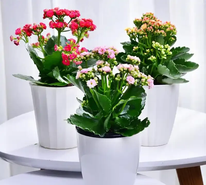 適合辦公室養的花和植物