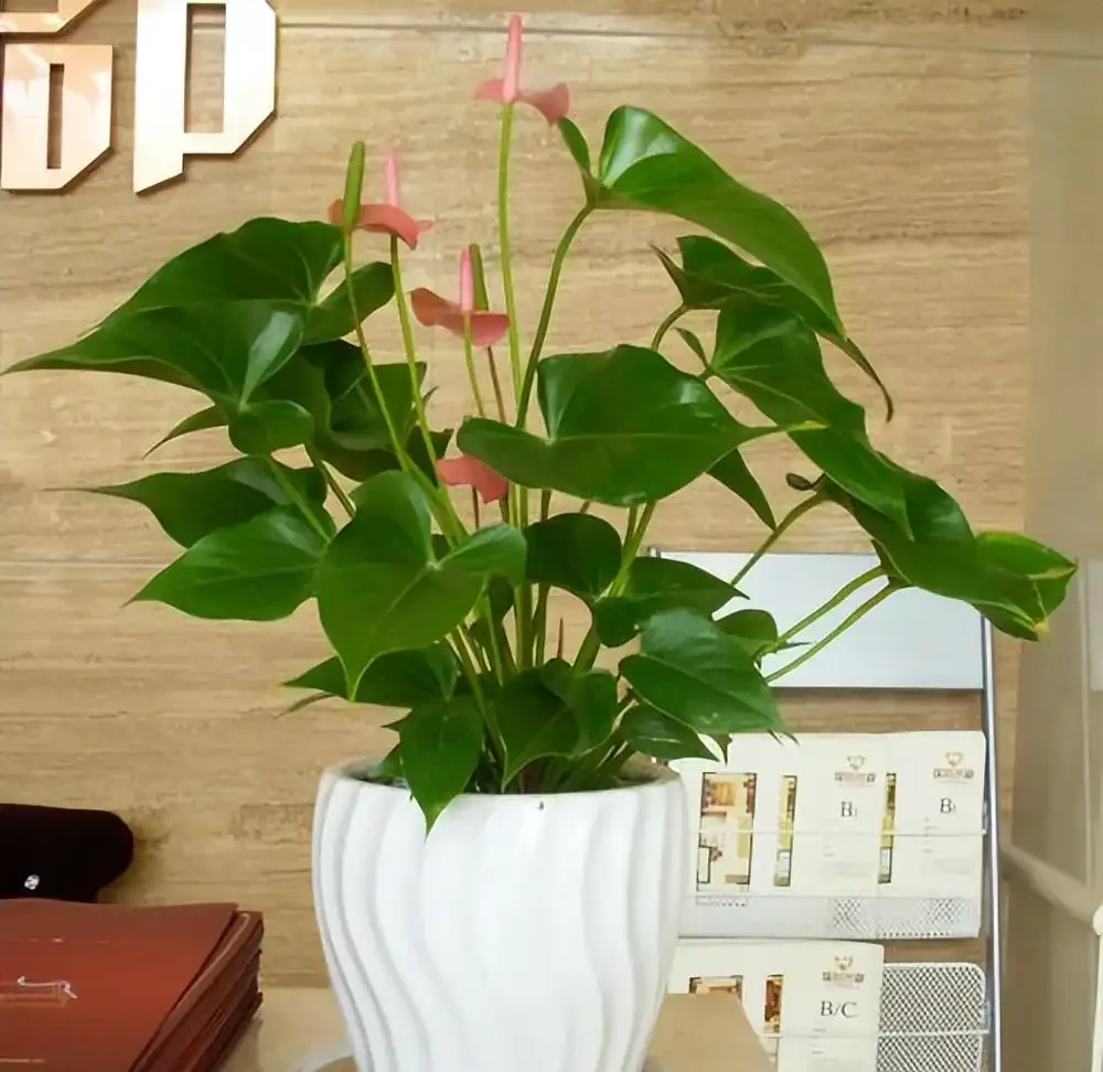 適合辦公室養的花和植物