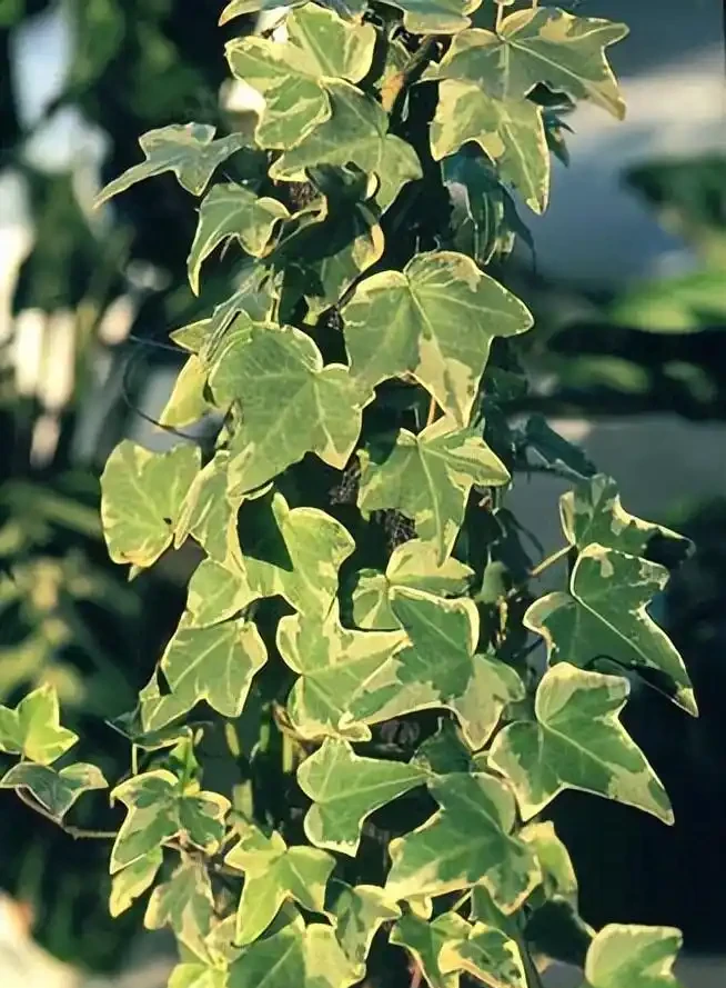 適合辦公室養的花和植物