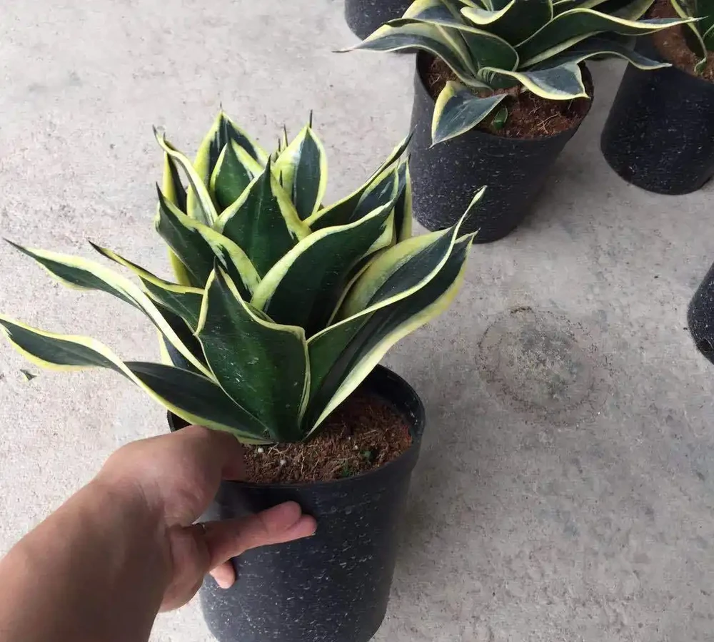 適合辦公室養的花和植物