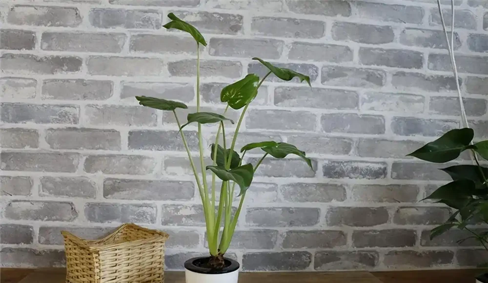 適合辦公室養的花和植物