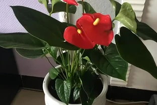 適合辦公室養的花和植物