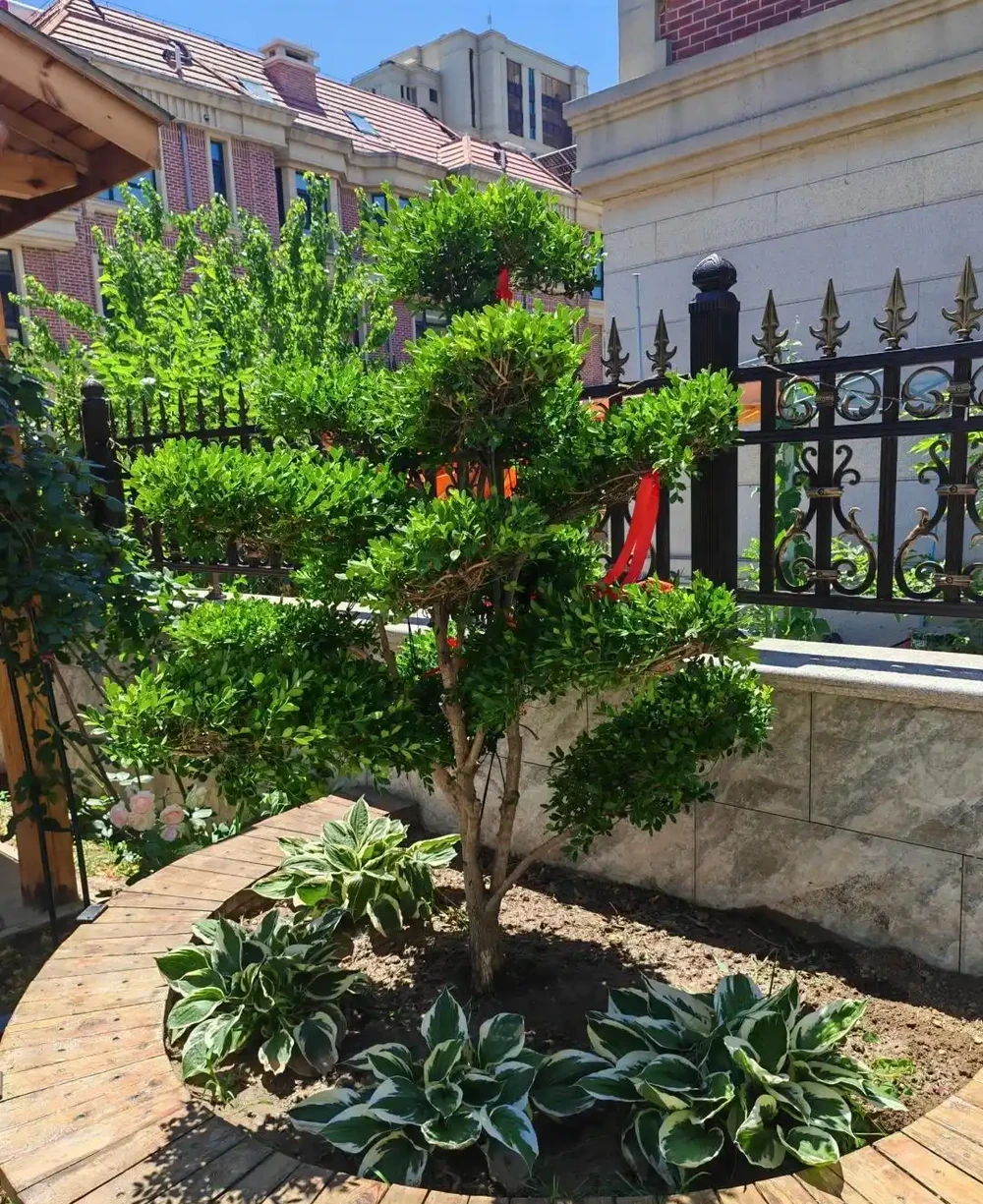 「窮栽草,富種樹」!五種樹很有「錢」景,你家院子值得擁有