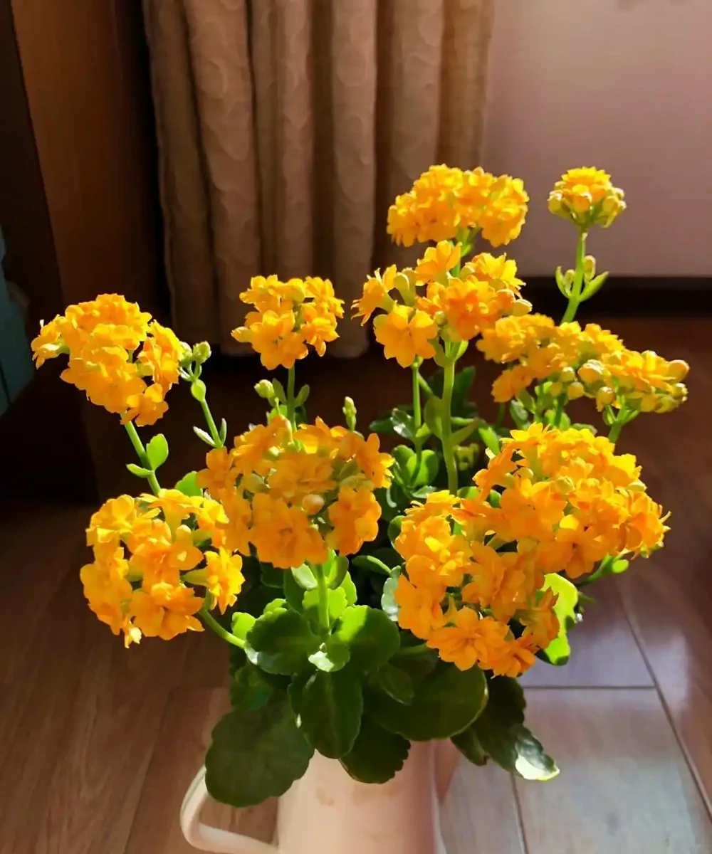 6種「利於睡眠的花」，隨意養一盆，一覺到天亮