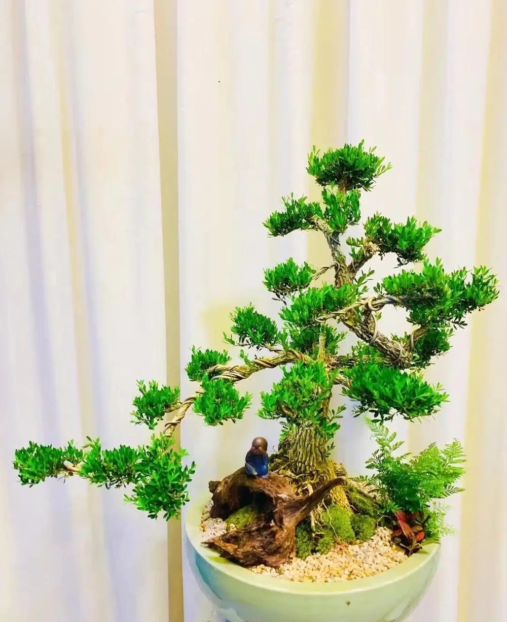 「窮栽草,富種樹」!五種樹很有「錢」景,你家院子值得擁有