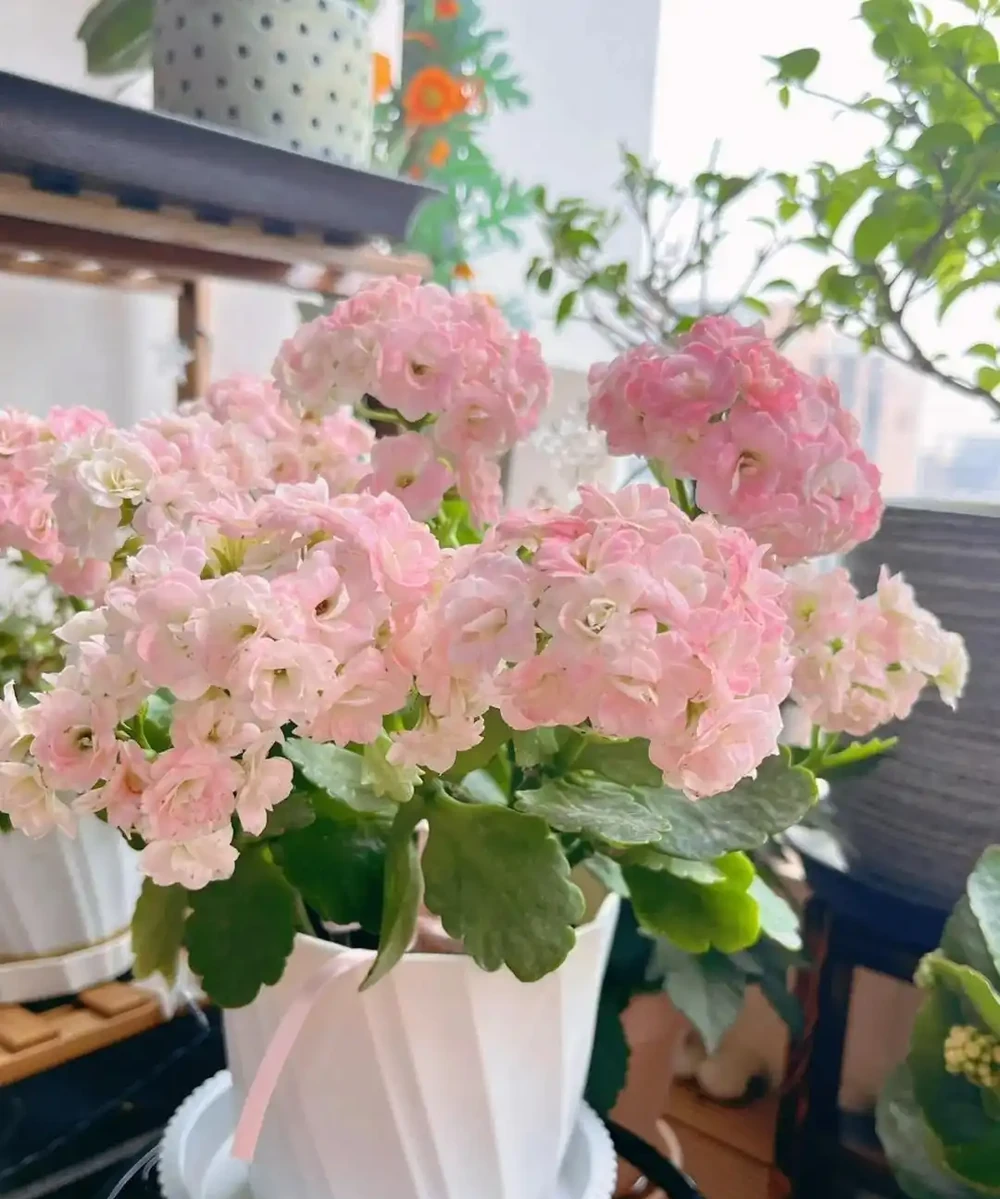6種「利於睡眠的花」，隨意養一盆，一覺到天亮