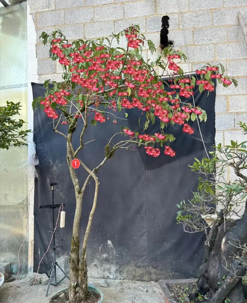 「窮栽草,富種樹」!五種樹很有「錢」景,你家院子值得擁有