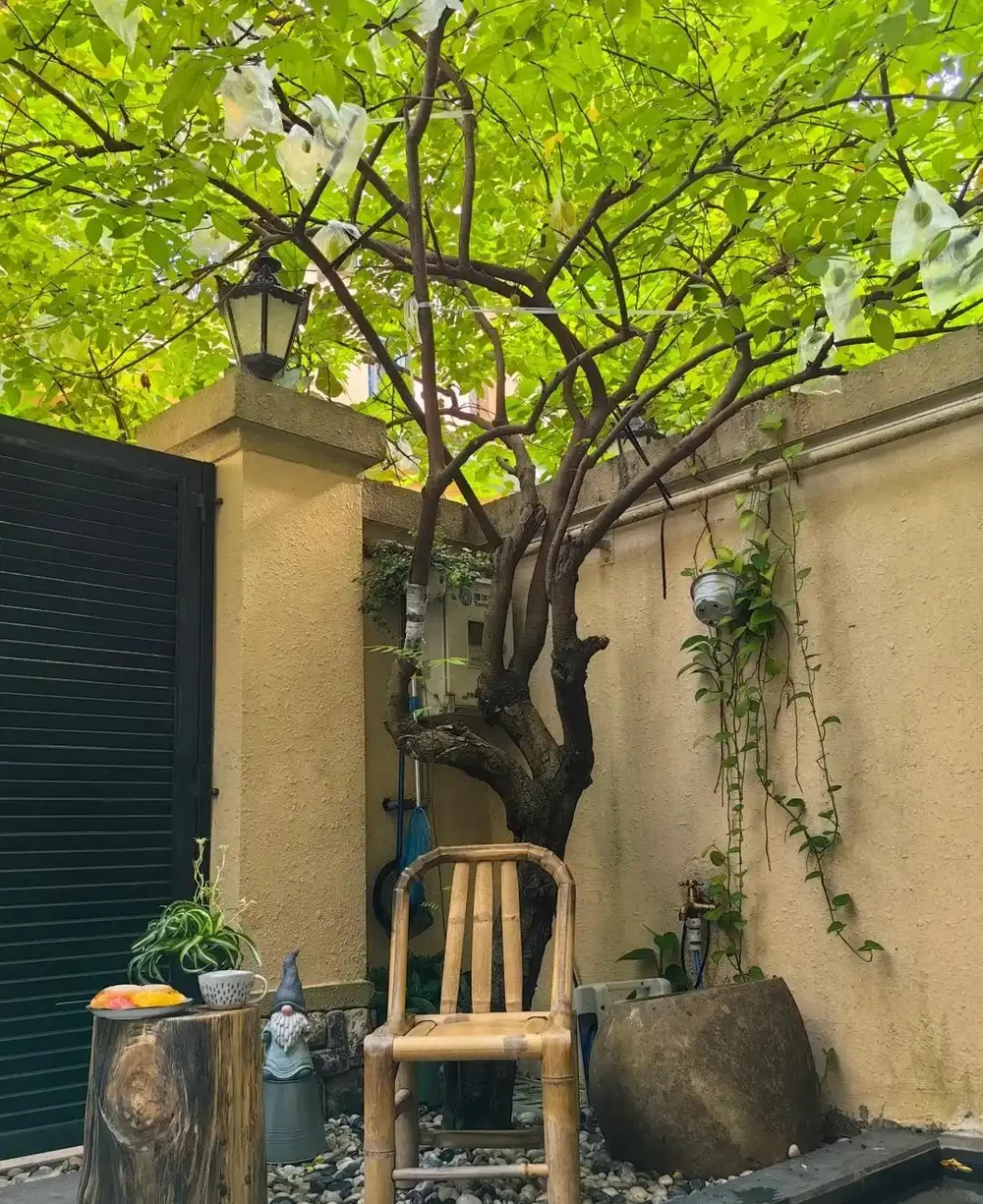 「窮栽草,富種樹」!五種樹很有「錢」景,你家院子值得擁有