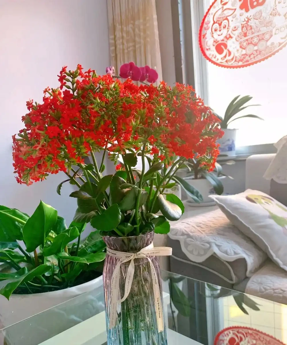 6種「利於睡眠的花」，隨意養一盆，一覺到天亮