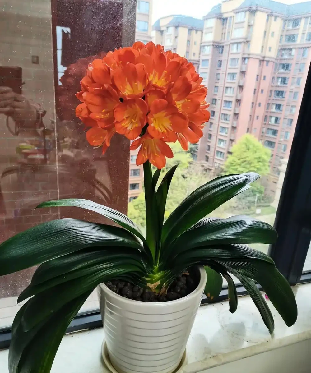 6種「利於睡眠的花」，隨意養一盆，一覺到天亮