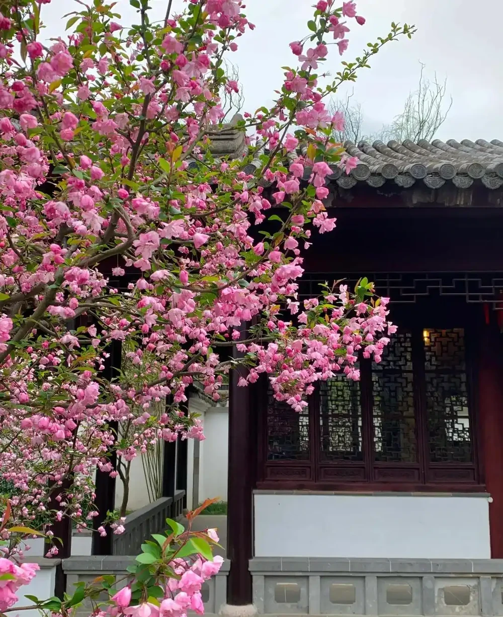 「窮栽草,富種樹」!五種樹很有「錢」景,你家院子值得擁有