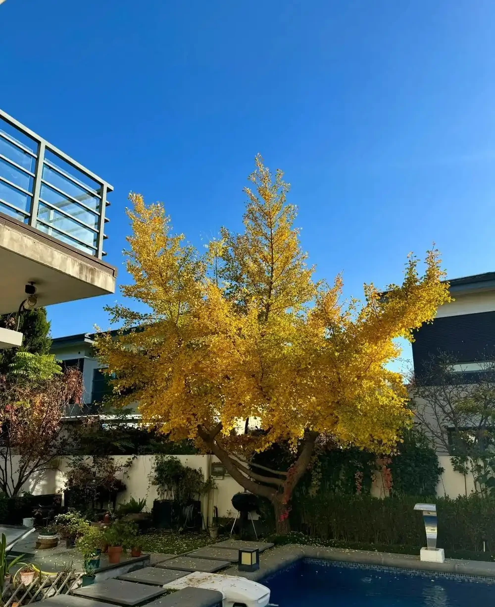 「窮栽草,富種樹」!五種樹很有「錢」景,你家院子值得擁有