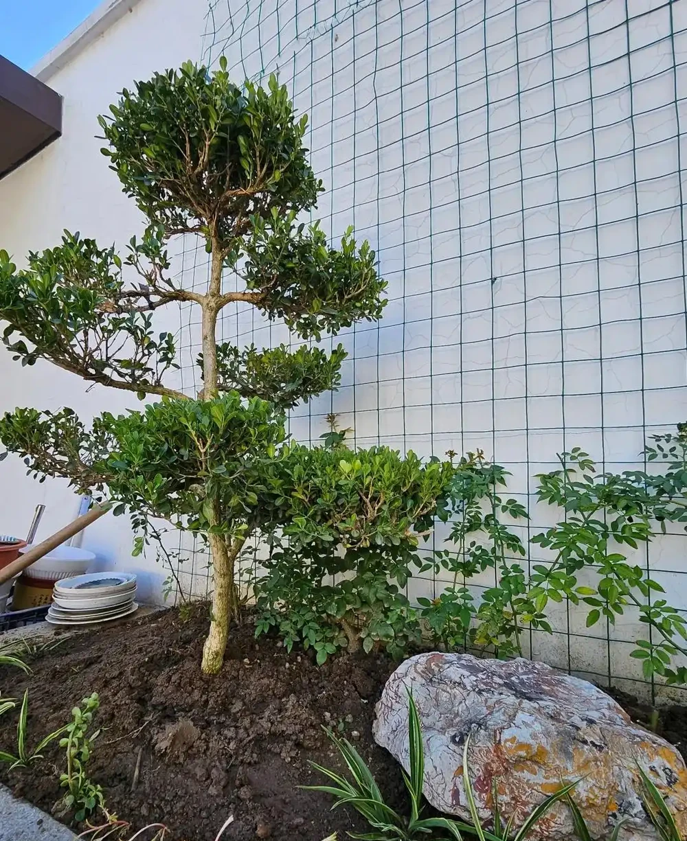 「窮栽草,富種樹」!五種樹很有「錢」景,你家院子值得擁有