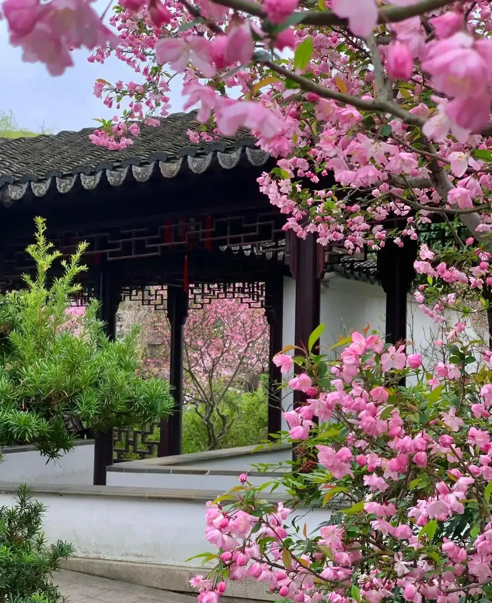 「窮栽草,富種樹」!五種樹很有「錢」景,你家院子值得擁有