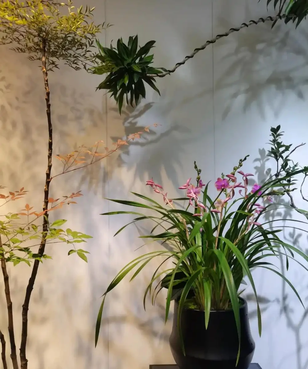 6種「利於睡眠的花」，隨意養一盆，一覺到天亮