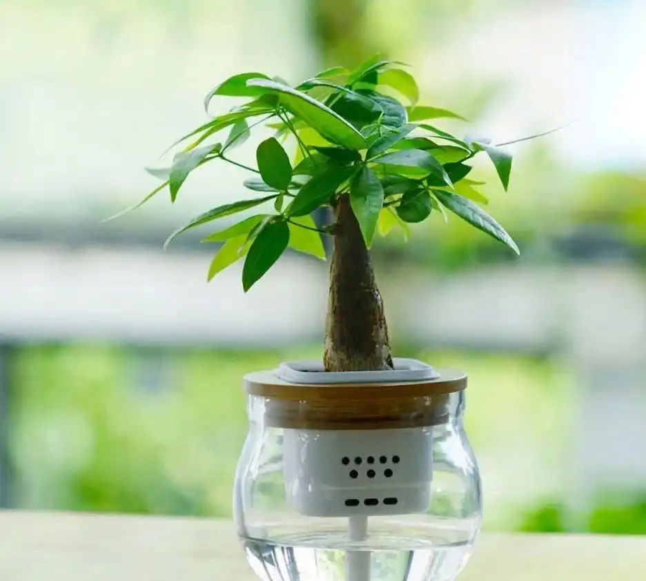 發財樹怎麼澆水?澆水判斷,發財樹的澆水要點以及澆水注意事項