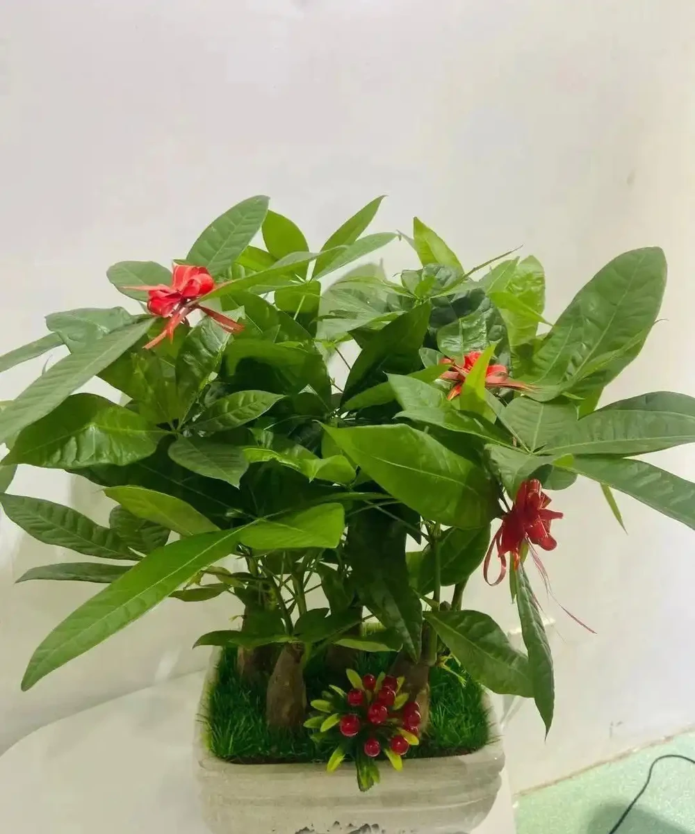 發財樹怎麼澆水?澆水判斷,發財樹的澆水要點以及澆水注意事項