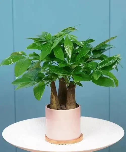 發財樹怎麼澆水?澆水判斷,發財樹的澆水要點以及澆水注意事項
