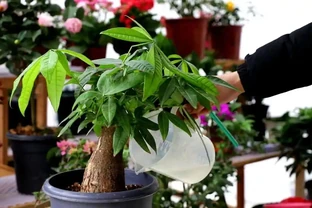 發財樹怎麼澆水？澆水判斷，發財樹的澆水要點以及澆水注意事項