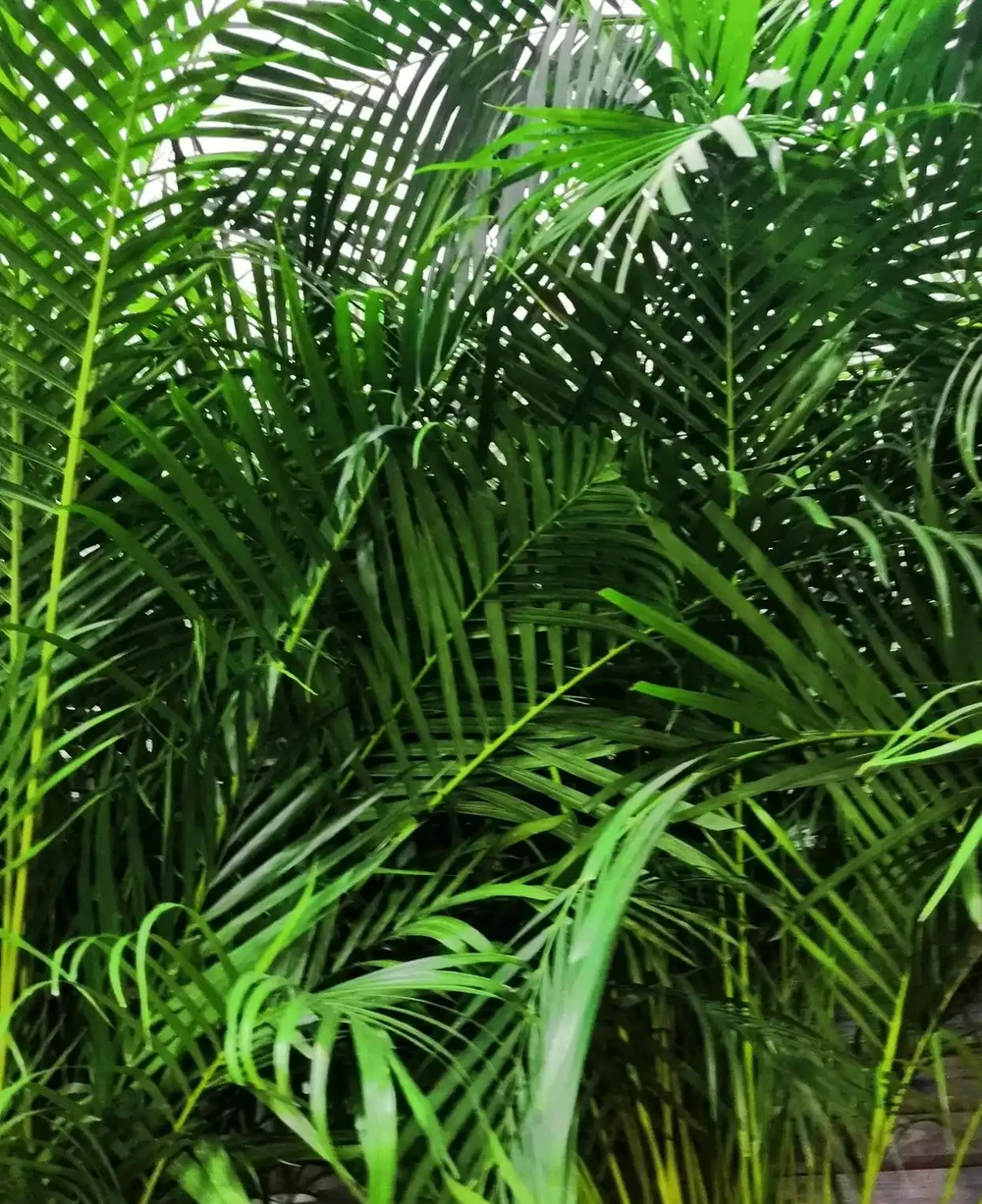觀音棕竹葉子黑斑 發黃 怎麼辦?觀音棕竹怎麼養才能更旺盛