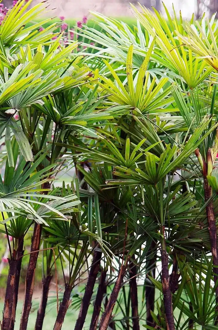 觀音棕竹葉子黑斑 發黃 怎麼辦?觀音棕竹怎麼養才能更旺盛
