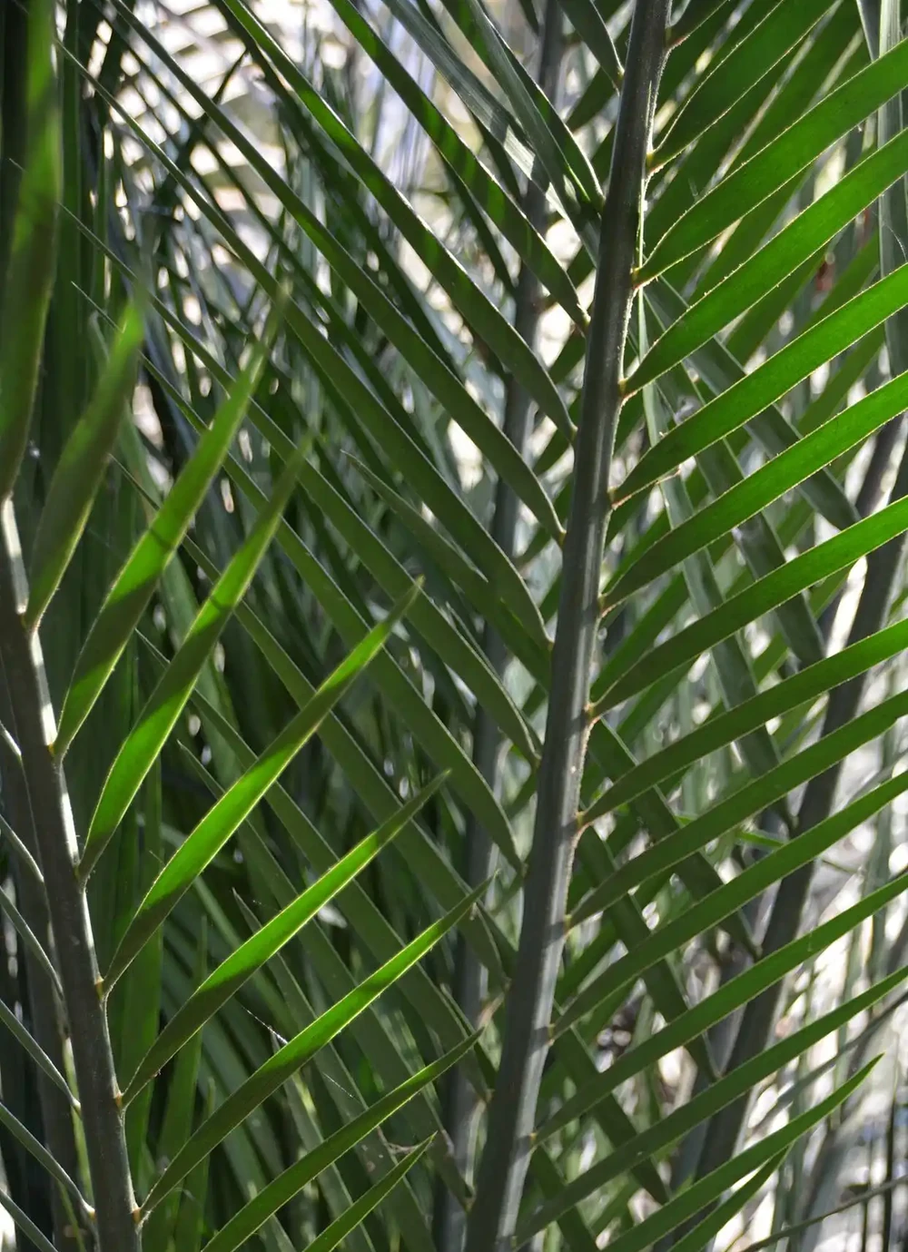 觀音棕竹葉子黑斑 發黃 怎麼辦？觀音棕竹怎麼養才能更旺盛