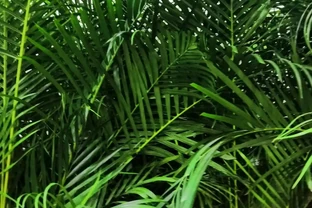 觀音棕竹葉子黑斑 發黃 怎麼辦？觀音棕竹怎麼養才能更旺盛