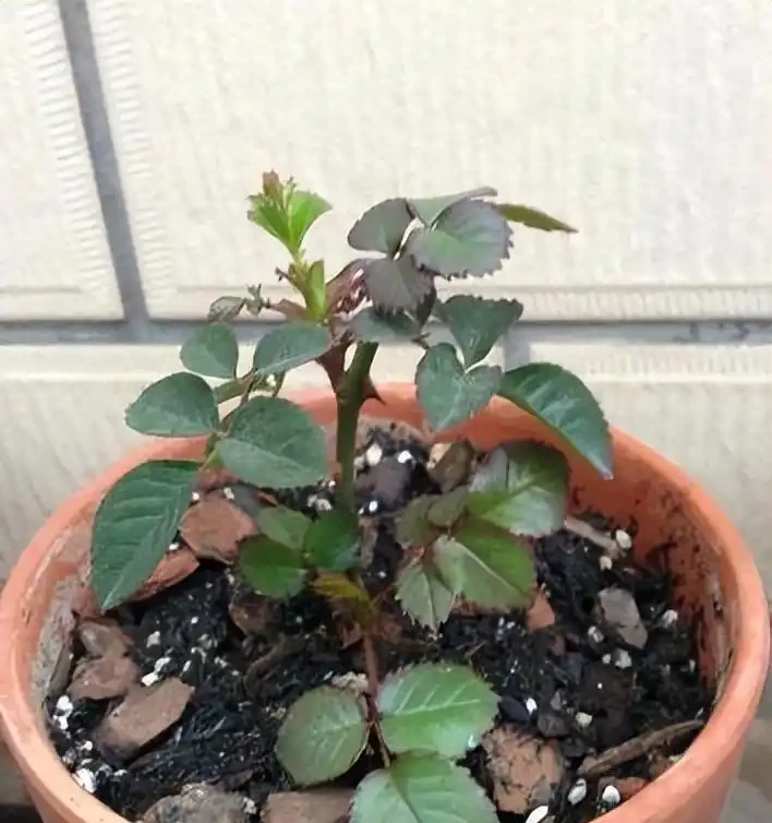 玫瑰花怎樣插枝成活率高