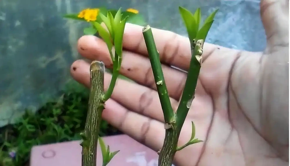 玫瑰花怎樣插枝成活率高