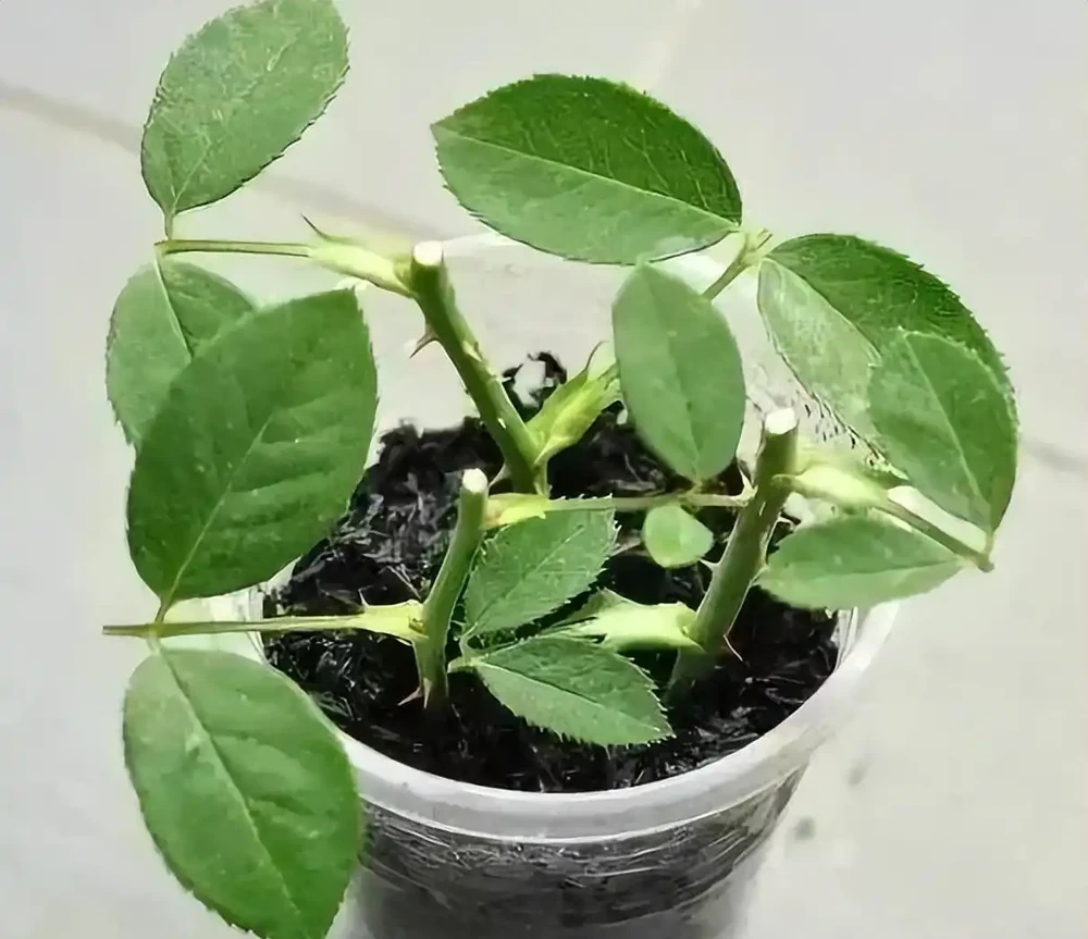 玫瑰花怎樣插枝成活率高
